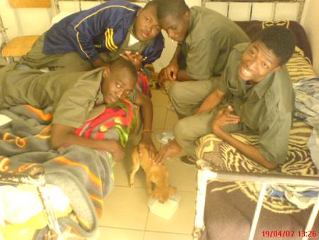 Chiot de la rue